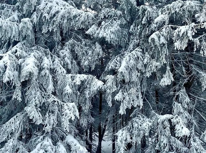Lägenhet Przy Stoku Pod Papugami 2 Karpatia